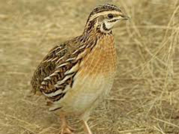 ದಕ್ಷಿಣ ಕನ್ನಡದ ಮಂದಿಗೂ ಈಗ ಕೇರಳದ ಕಾಡಾ ಕೋಳಿ ರುಚಿ | Quail birds now enter