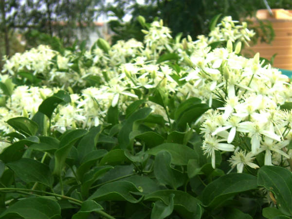 ಅವಳ ಸ್ಮೃತಿಯಲ್ಲಿ ಮೈ ಮರೆವು