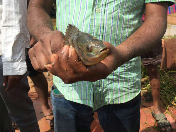 ಮೀನು ಹಿಡಿದ ಜನರು
