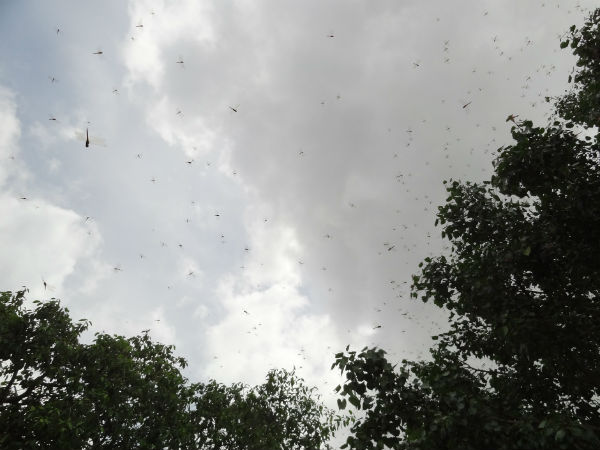 ಕರಿ ಮೋಡ ಮದಗಜದಂತೆ ಮಲೆಯಬೇಕು