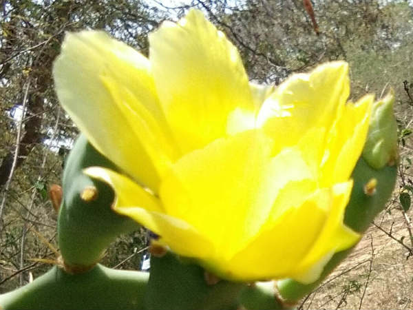 ರಕ್ತವೃದ್ಧಿಯ ಹಣ್ಣೆಂದು ಹಳ್ಳಿಯಲ್ಲಿ ಜನಜನಿತ