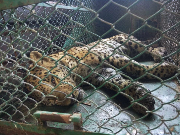 ಕೊನೆಗೂ ಬೋನಿಗೆ ಬಿತ್ತು!