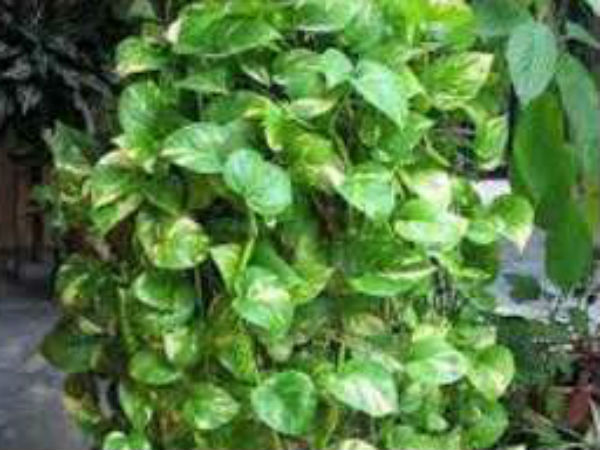 ನೇರಳೆ ಬಣ್ಣದ ಕುಂಡ ಬಳಸಿ