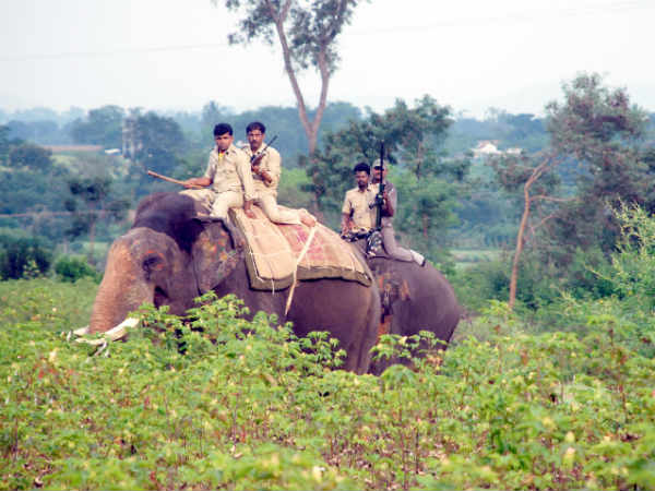 ನಾಗರಹೊಳೆಯಿಂದ ಹೊರ ಬಂದಿದ್ದ ಹುಲಿ