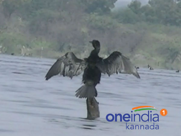 ಪಕ್ಷಿಗಳು ವಲಸೆ ಬರಲು ಆರಂಭಿಸುತ್ತವೆ