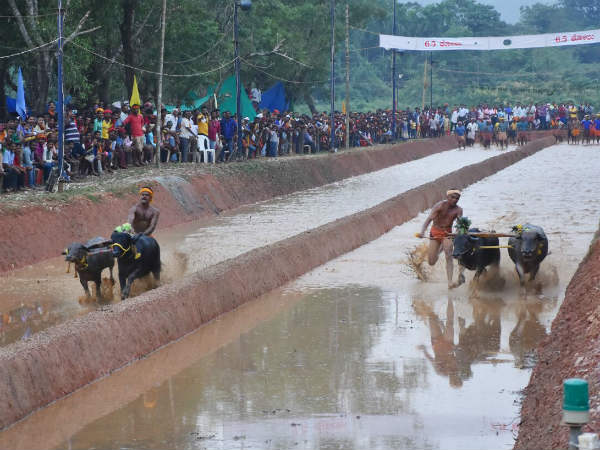ಒಂದೂವರೆ ವರ್ಷದ ಬಳಿಕ ಓಡಿದ ಕೋಣ