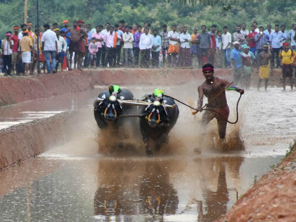 ನ. 11ರಂದು ವಿಜಯೋತ್ಸವ ಕಂಬಳ