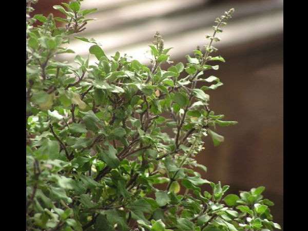 ತುಳಸಿ ಪೂಜೆ ಹೇಗೆ?
