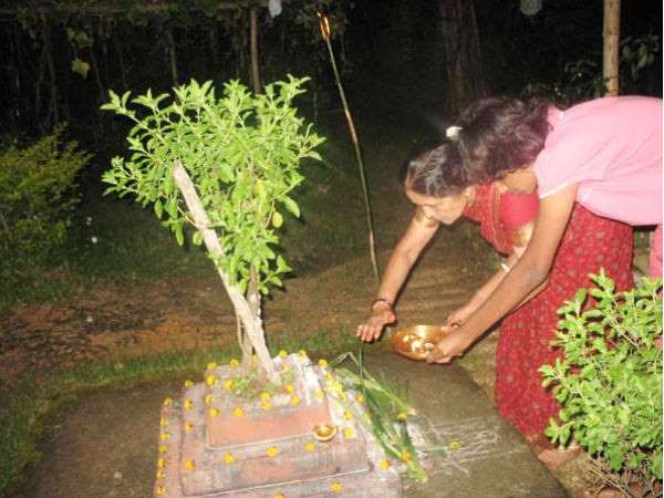 ತುಳಸಿ ಎಂಬ ಸಂಜೀವಿನಿ