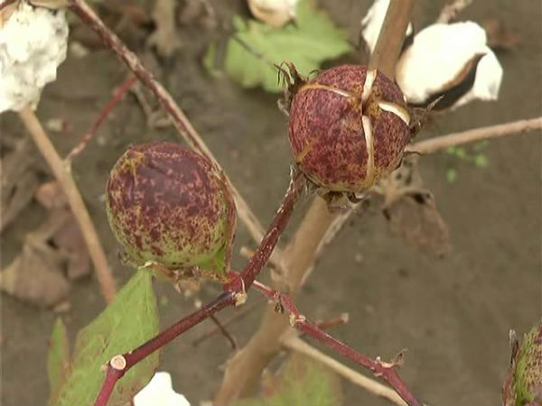 ಸೂಕ್ತ ಪರಿಹಾರಕ್ಕೆ ಆಗ್ರಹ