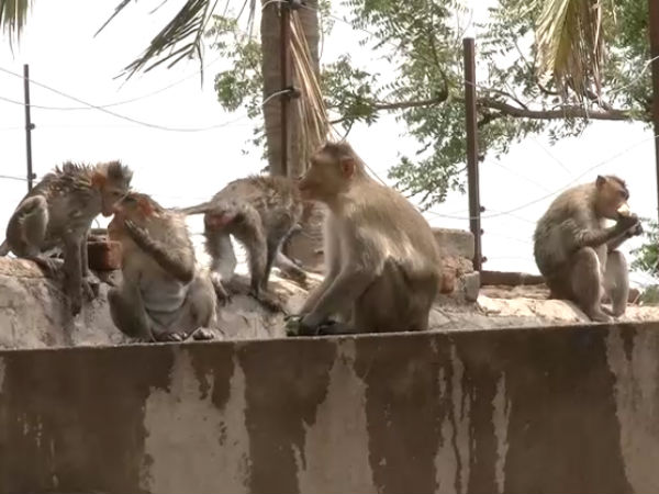 ಧಾನ್ಯಗಳೆಲ್ಲ ಕೋತಿ ಪಾಲು