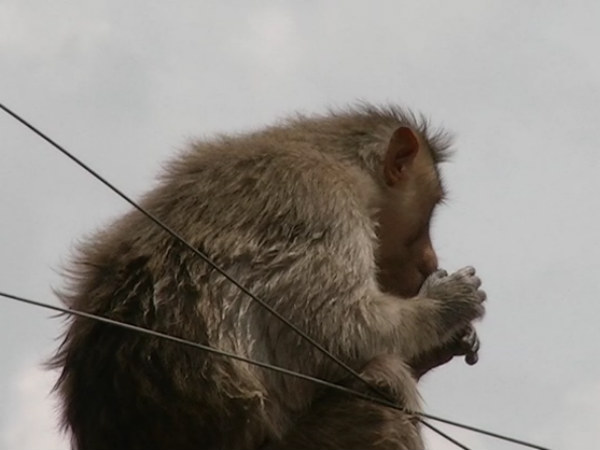 ಮಕ್ಕಳಿಗೆ ಕೋತಿ ಕಾಟ