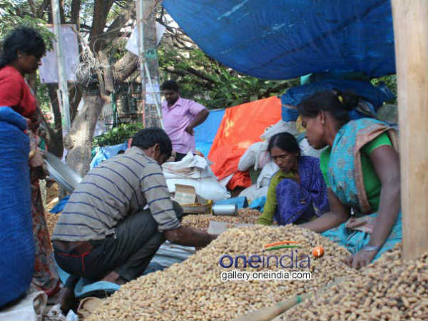 ಚಳಿಯ ಜೊತೆ ಶೇಂಗಾ ಸವಿಯಿರಿ