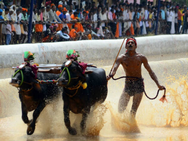 ವಿಜಯೋತ್ಸವ ಕಂಬಳ