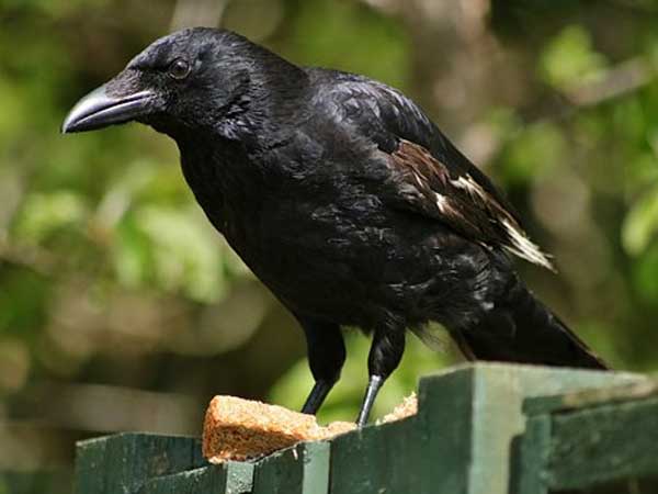 ಶುಭಾಶುಭ ಶಕುನ