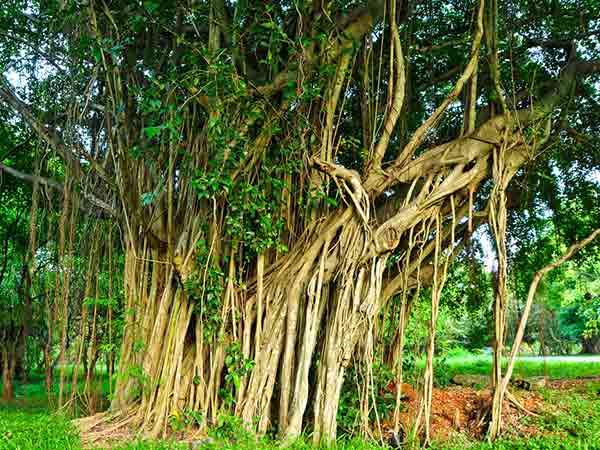 ಪ್ರಾಕೃತಿಕ ಸಮತೋಲನ