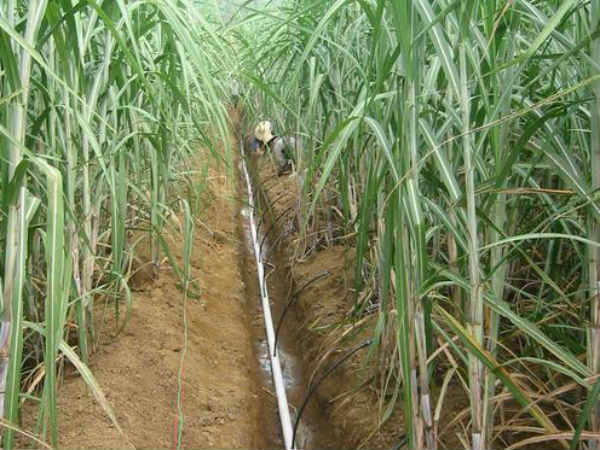 ಹನಿ ನೀರಾವರಿ ವರದಾನ