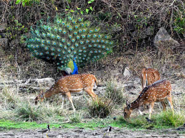 ಪ್ರಚಾರ ರಾಯಭಾರಿ