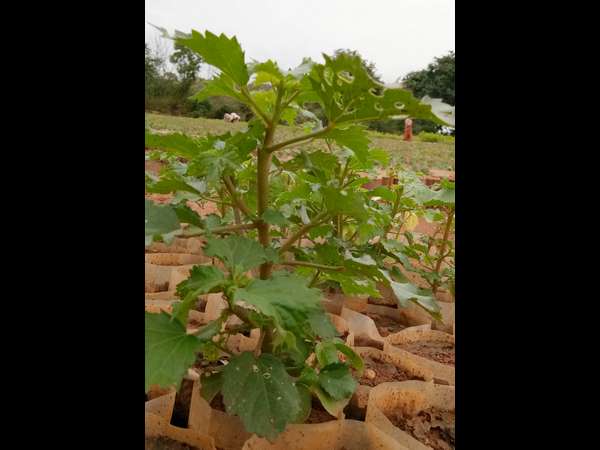 ಗೋಂಗೂರ ಚಟ್ನಿ ತಿಂಗಳುಗಟ್ಟಲೆ ಕಾಯ್ದಿಡಬಹುದು