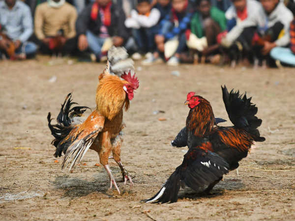 ಗುವಾಹಟಿಯಲ್ಲಿ ನೋಡಿ ಕೋಳಿಜಗಳ!