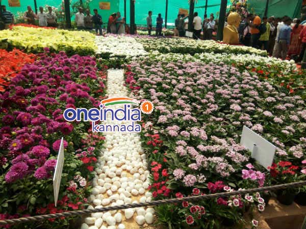 ಪುಷ್ಪ ಪ್ರದರ್ಶನದಲ್ಲಿ ವಿದೇಶಿ ಹೂವುಗಳದ್ದೇ ದರ್ಬಾರು
