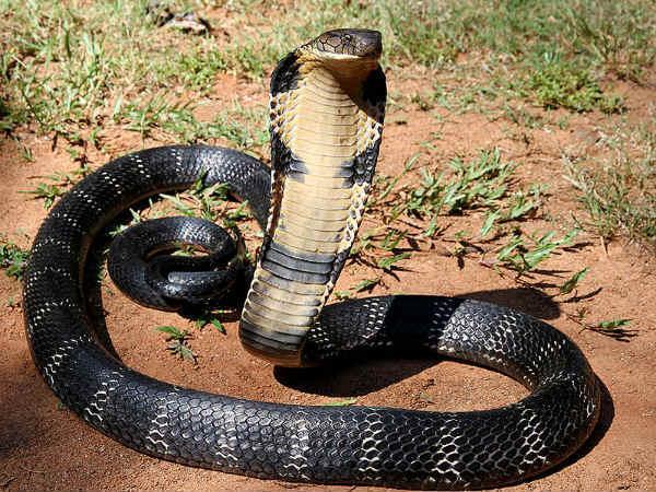 ಸರ್ಪ ದೋಷ ಇದೆಯೇ ಎಂಬುದನ್ನು ಪರಿಶೀಲಿಸಿ