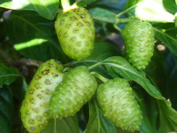 ಏನಿದು ಅಮೃತ ನೋನಿ ಹಣ್ಣು