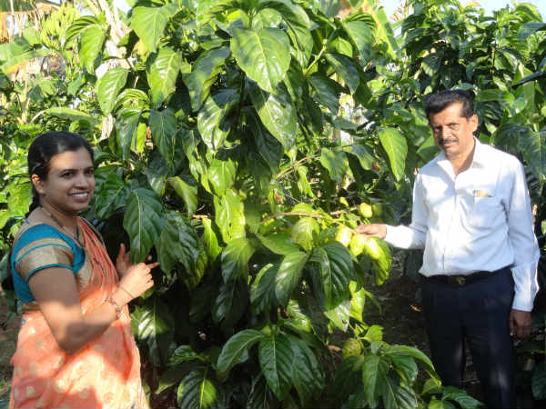 ಅಮೃತನೋನಿ ಹಣ್ಣು ಜೀವವರ್ಧಕ