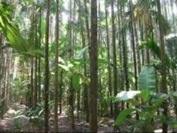 ಅಡಿಕೆ ಬೆಳೆಗಾರರ ಸಮಸ್ಯೆ
