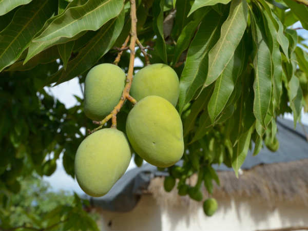 ತಮಸೋಮಾ ಜ್ಯೋತಿರ್ಗಮಯಾ...