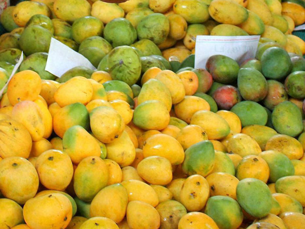 ಮಾವು ರಫ್ತಿಗೆ ಪರವಾನಗಿ