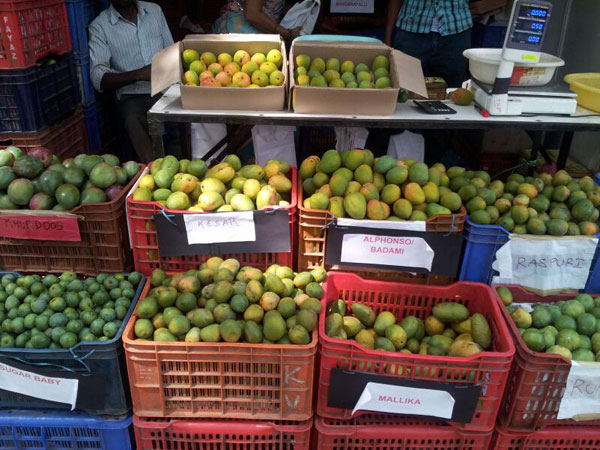 ಹೂವು ಉದುರುವಿಕೆಯಿಂದ ಇಳಿ ಹಂಗಾಮು