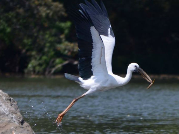 ಶಾಲೆ ಆವರಣದಲ್ಲೇ ಮಣ್ಣಾದ ಕೊಕ್ಕರೆ
