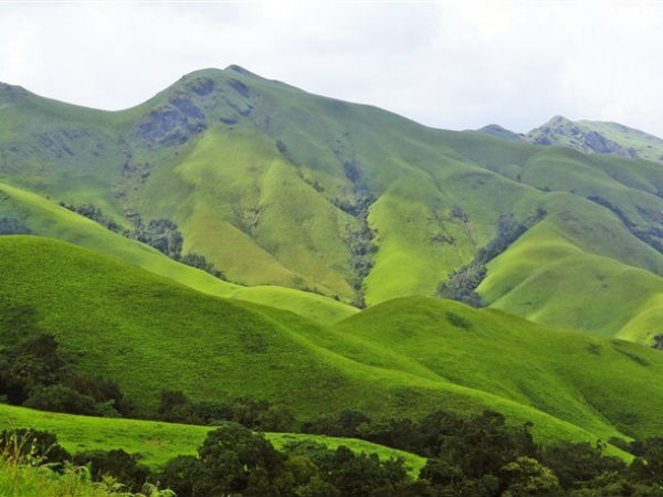 ಚಾರಣಿಗರ ಮನಸ್ಸು ಅರಳಿಸುವ ಅರಣ್ಯ