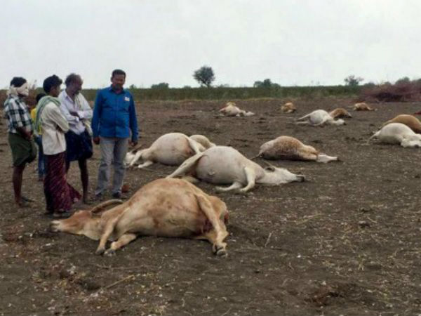 ಗುರಜಾಲಾದಲ್ಲಿ ಗೋವುಗಳ ಸರಣಿ ಸಾವು