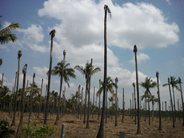 ಒಣಗುತ್ತಿರುವ ತೋಟಗಳು