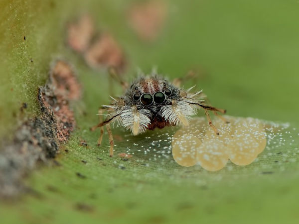 ಜೇಡ ಸೆರೆಹಿಡಿದ ಇಂದ್ರಾಣಿಲ್ ಬ್ಯಾನರ್ಜಿ