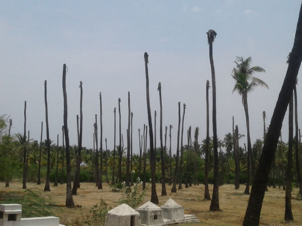 ತೆಂಗಿನ ಮರಗಳಿಗೆ ನುಸಿ ರೋಗ