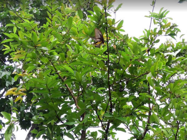 ಸುಂದರ ಚಿಟ್ಟೆಗಳ ಲೋಕ ಸೃಷ್ಠಿ
