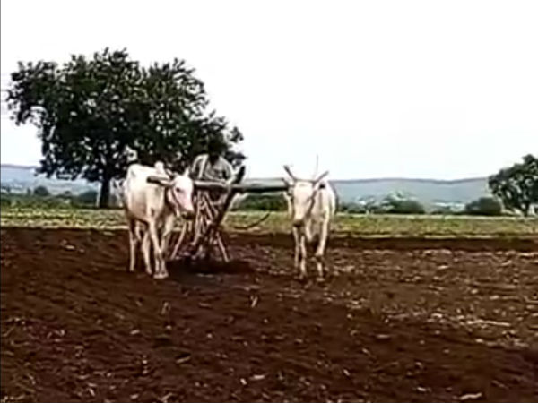 ಶೇ.35 ರಷ್ಟು ಬಿತ್ತನೆ