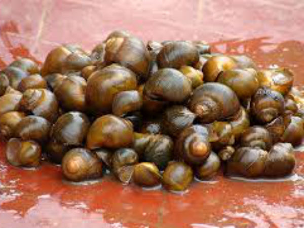 ಕರಾವಳಿಯ ಗದ್ದೆ, ಅಡುಗೆ ಮನೆಯಿಂದ ಮಾಯವಾಗಿವೆ ಶಂಕುಹುಳುಗಳು | Snails missing from fields and kitchens of Tulunadu - Kannada Oneindia