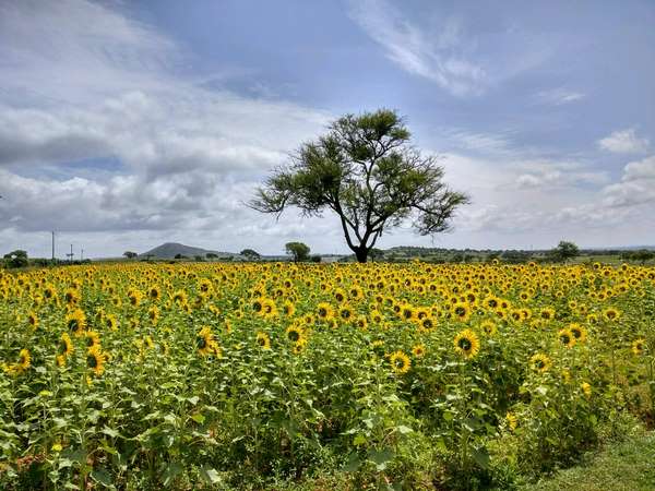 ಇರುವುದು ಕಾಡು, ಆದರೂ...