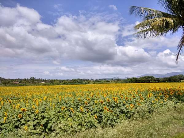 ಪುಷ್ಪ ಪ್ರವಾಸೋದ್ಯಮ!
