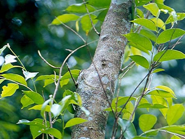 ರೈತನಿಗೆ ಪ್ರತಿ ತಿಂಗಳು ಸಂಬಳ!