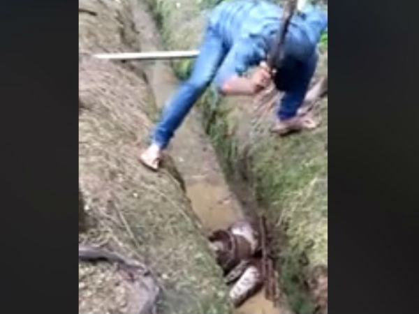 ವೈರಲ್ ವಿಡಿಯೋ: ದೈತ್ಯ ಹೆಬ್ಬಾವಿನಿಂದ ಪಾರಾದ ಸಾಕು ನಾಯಿ | Viral Video: Giant ...