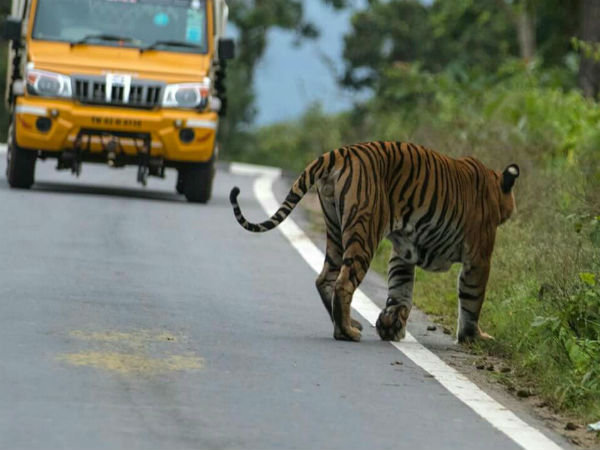 ಬಂಡೀಪುರದಲ್ಲಿ ರಾತ್ರಿ ತುರ್ತು ವಾಹನಗಳಿಗೆ ಮಾತ್ರ ಅವಕಾಶ