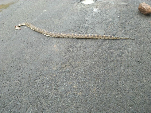 ಬಲಿಯಾದ ಪ್ರಾಣಿಗಳೆಷ್ಟು?