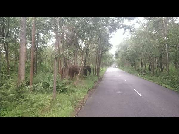 ಎರಡು ಹೆಣ್ಣಾನೆ ಜತೆಗೆ ಮರಿಯಾನೆ ಎದುರಾಯಿತು