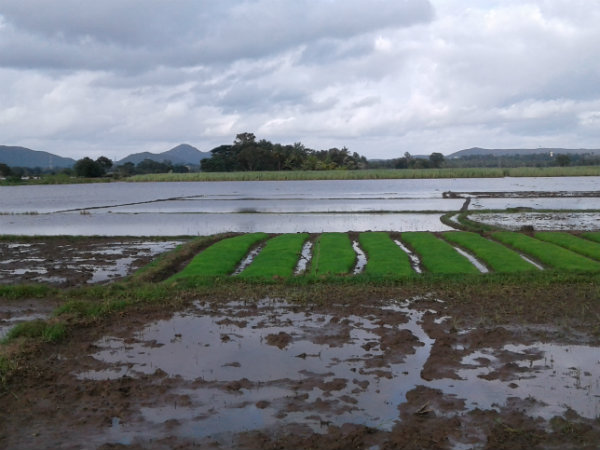 ರೈತರ ಜಮೀನಿಗೆ ನುಗ್ಗುತ್ತಿರುವ ನೀರು