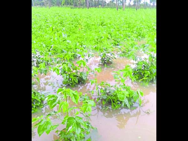 ರೈತನಿಗೆ ಭಾರಿ ಸಂಕಷ್ಟ